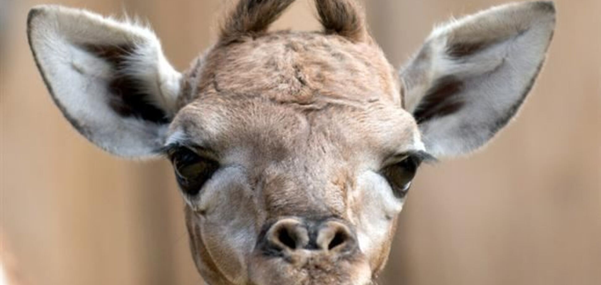 Жираф из датского зоопарка избежал смерти
