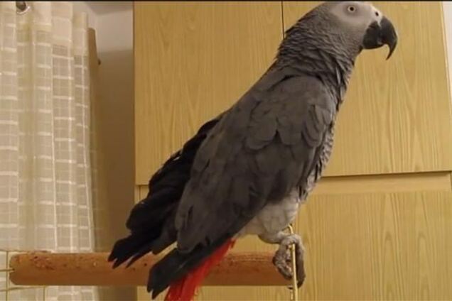 Попугай-звезда, который поет гимн, говорит только на украинском