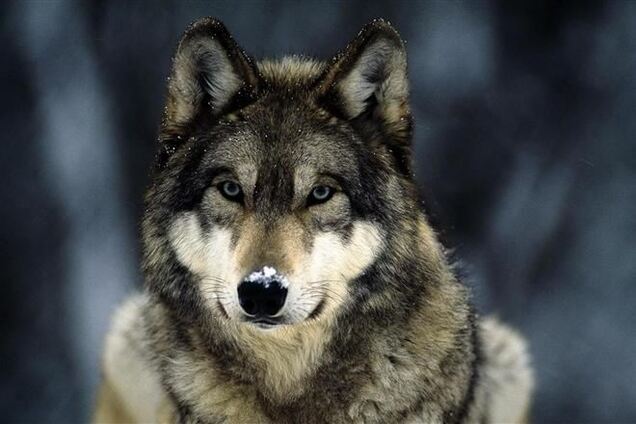 У Данії на очах у дітей розчленували вовка