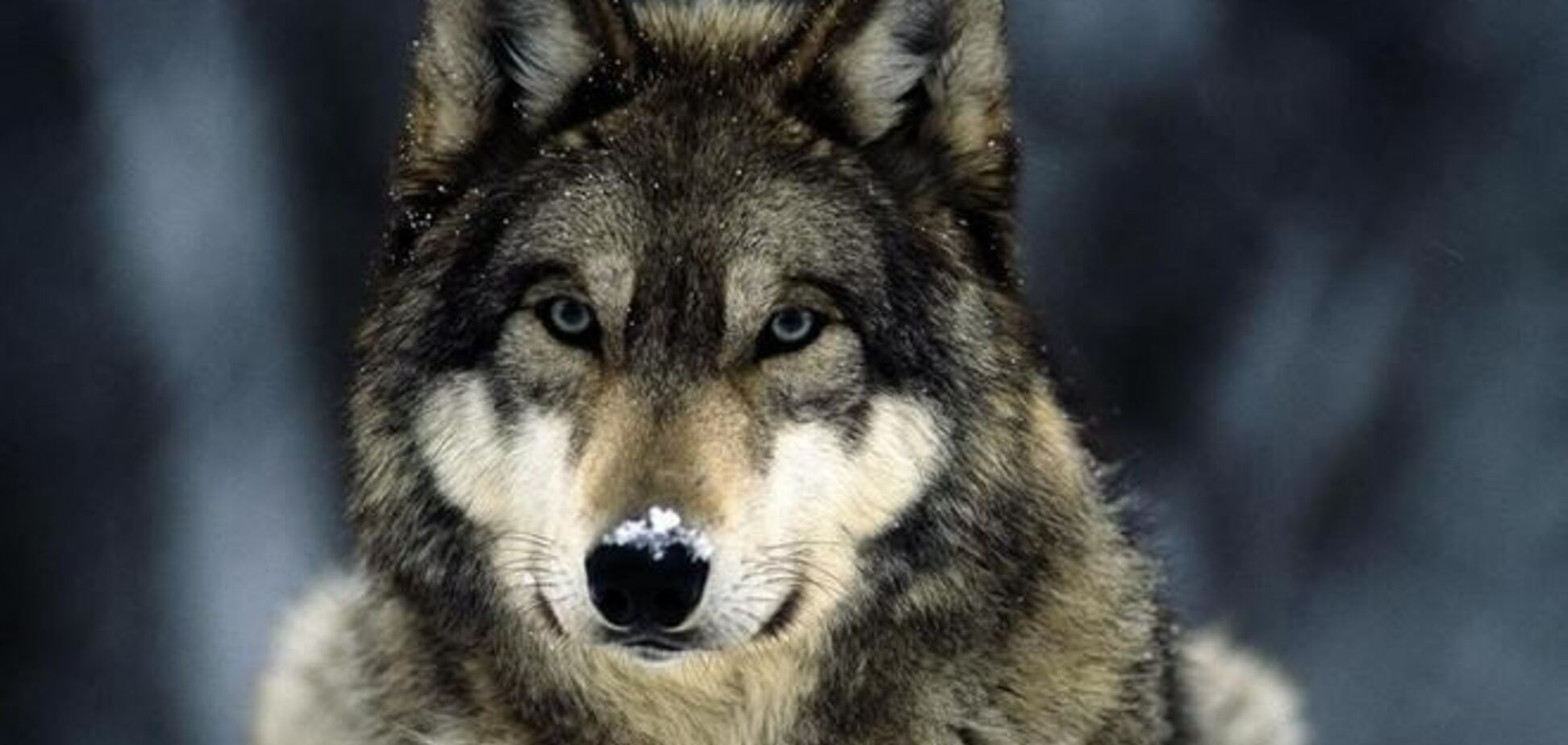 В Дании на глазах у детей расчленили волка