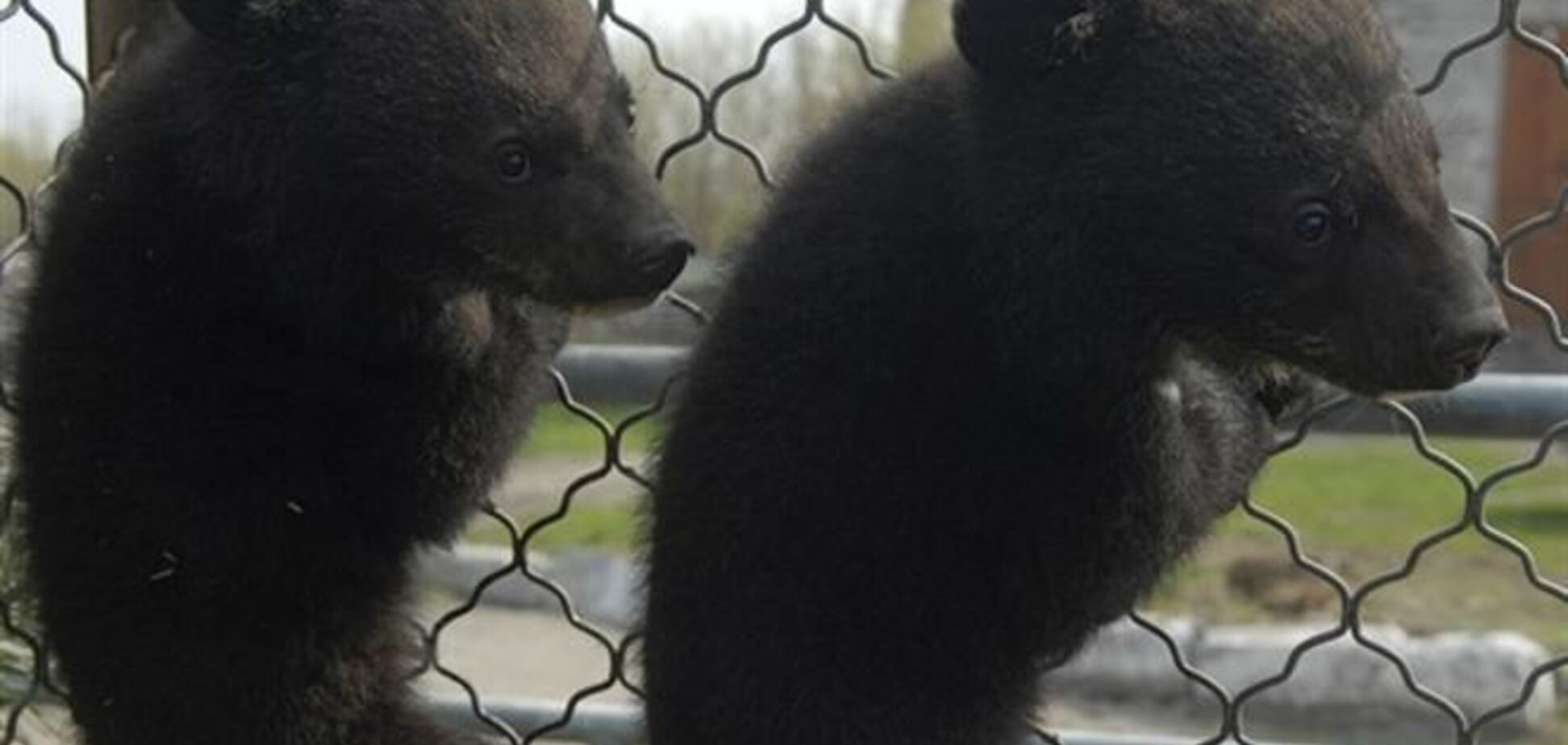 В столичном зоопарке родилось двое медвежат