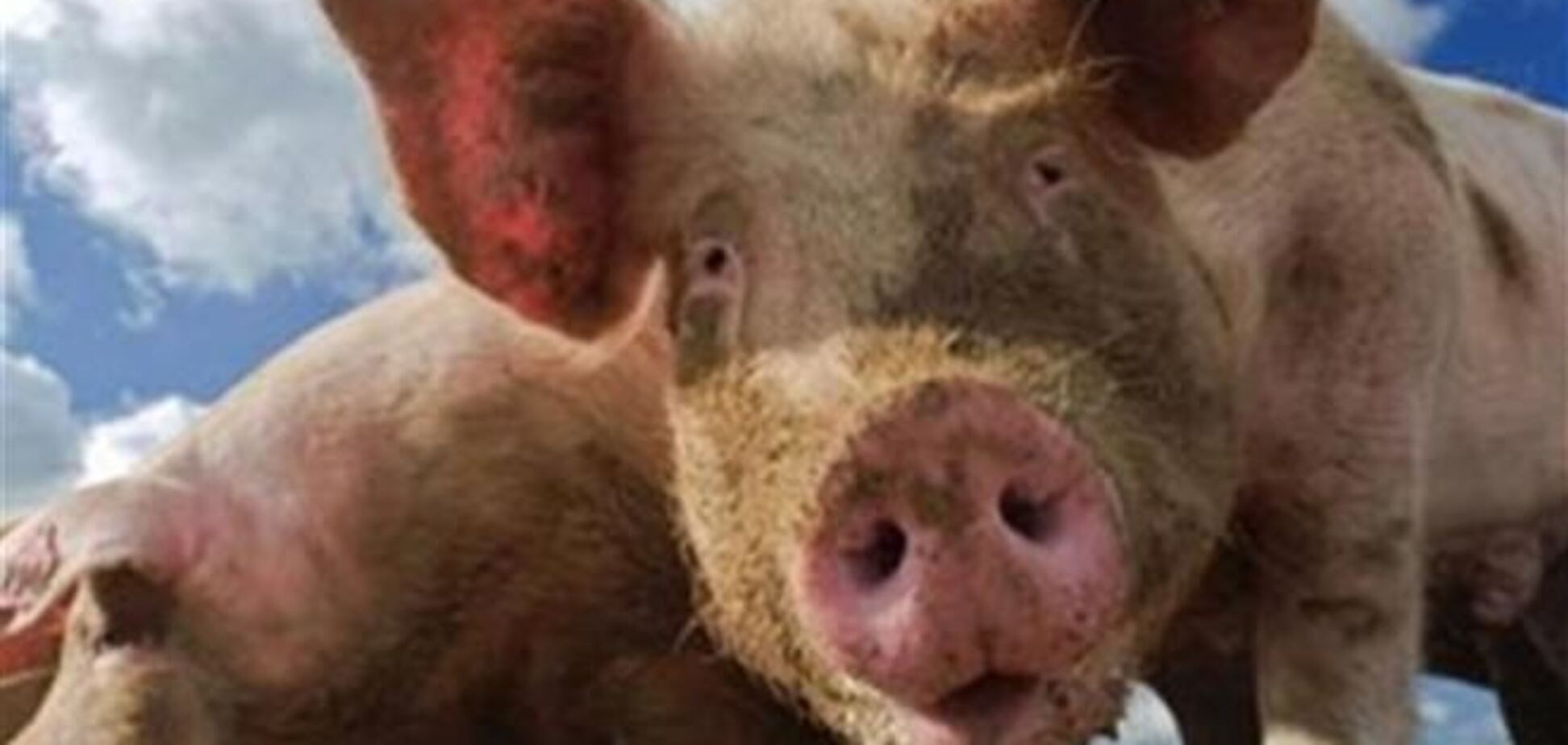 В России готовятся к возможному прекращению поставок украинских продуктов