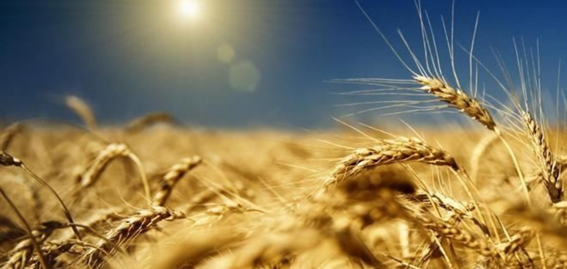 Присяжнюк: владельцы зерна, трейдеры и 'Укрзалізниця' слаженно работают в этом году