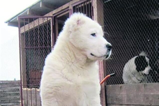 Коза Пшонки и собаки Захарченко находятся под присмотром