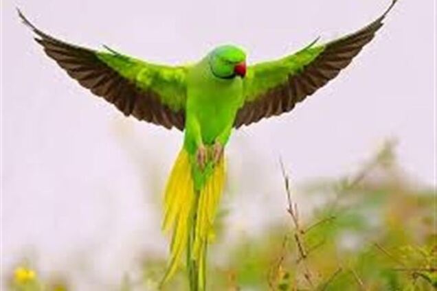 Попугай подсказал, кто убил его хозяйку