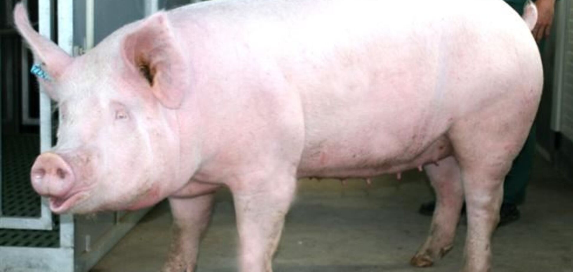 Российские ветеринары едут в Украину с ревизией из-за чумы свиней