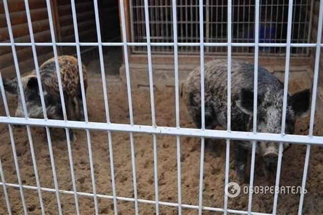 Персонал Межигорья рассказал об особой любви Януковича к животным