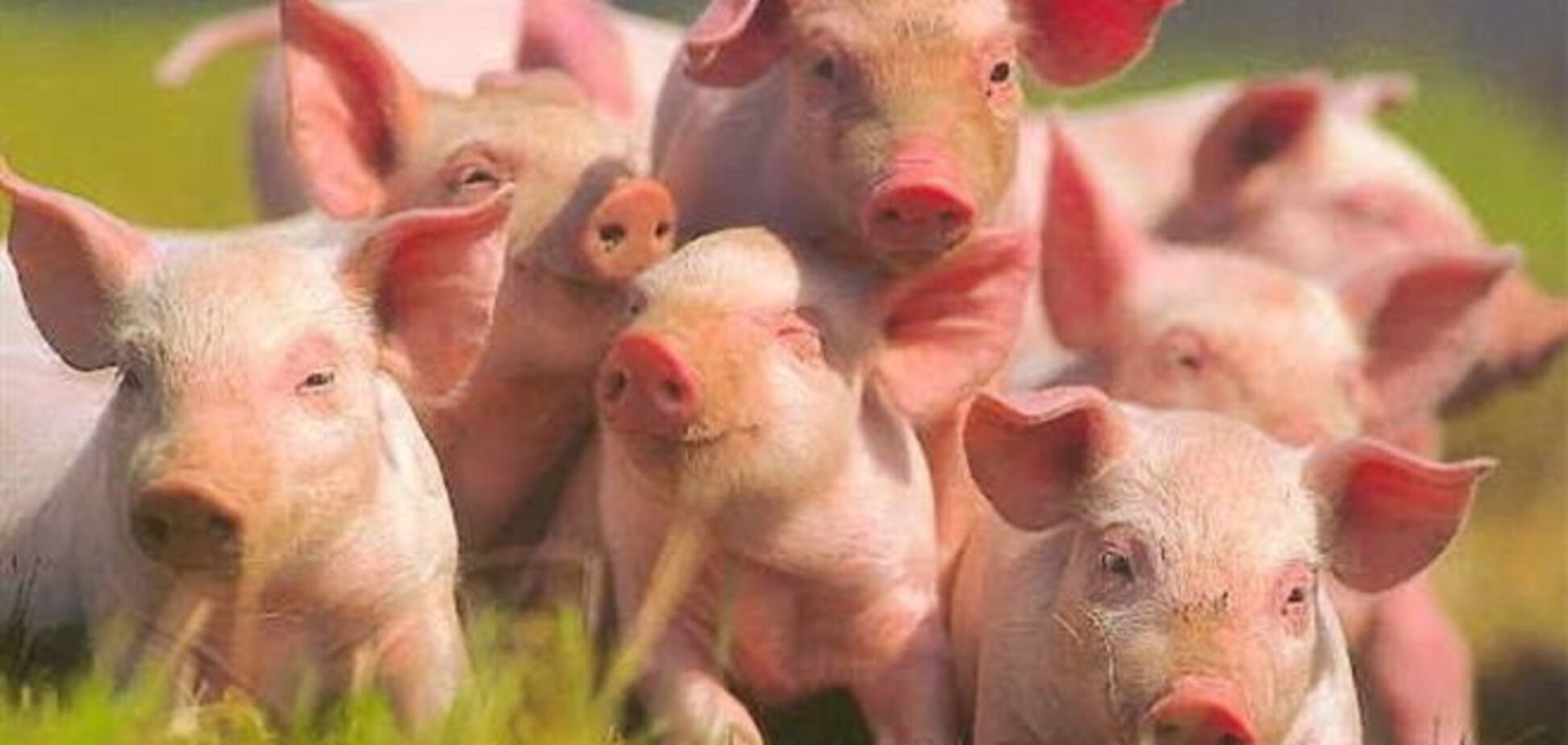 Украинские ветслужбы уговаривают российских коллег не ограничивать экспорт из-за чумы свиней