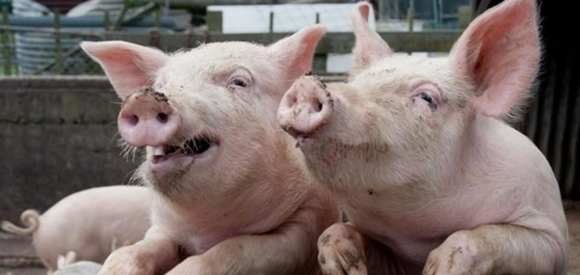 Из-за африканской чумы Беларусь запретила ввоз украинской свинины
