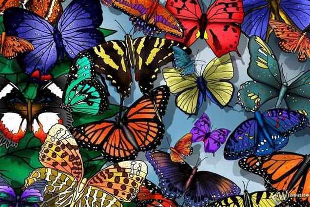 Австралиец заблудился и ел бабочек целый месяц