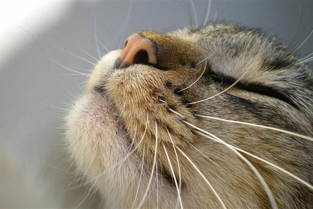 В США создан электронный аналог кошачьих усов