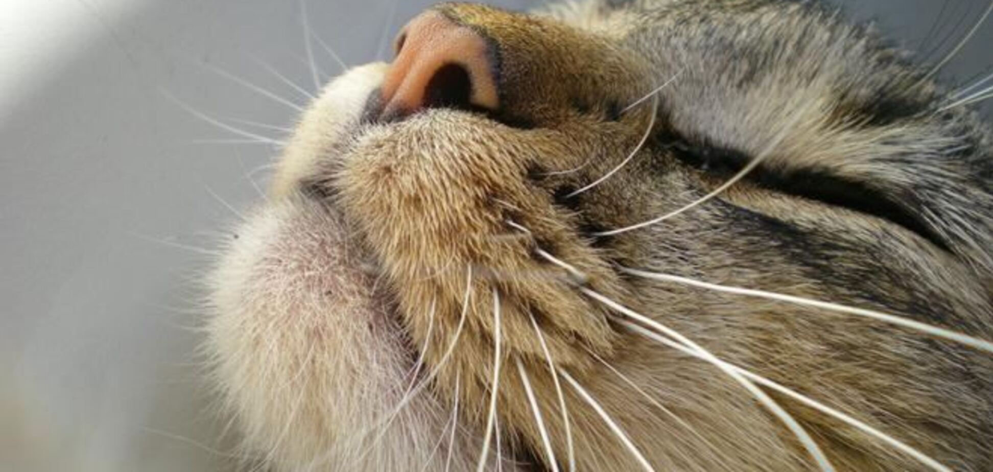 В США создан электронный аналог кошачьих усов