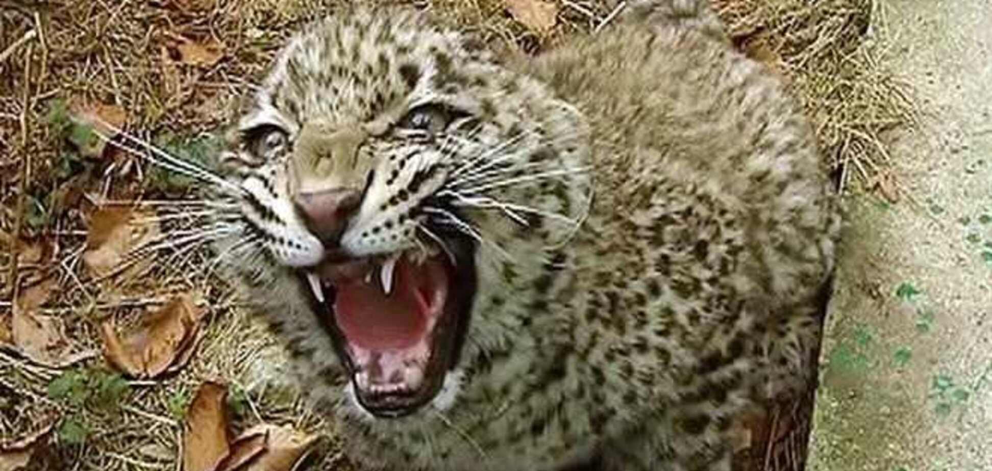 Путин призвал журналистов 'спариваться 274 раза в неделю'