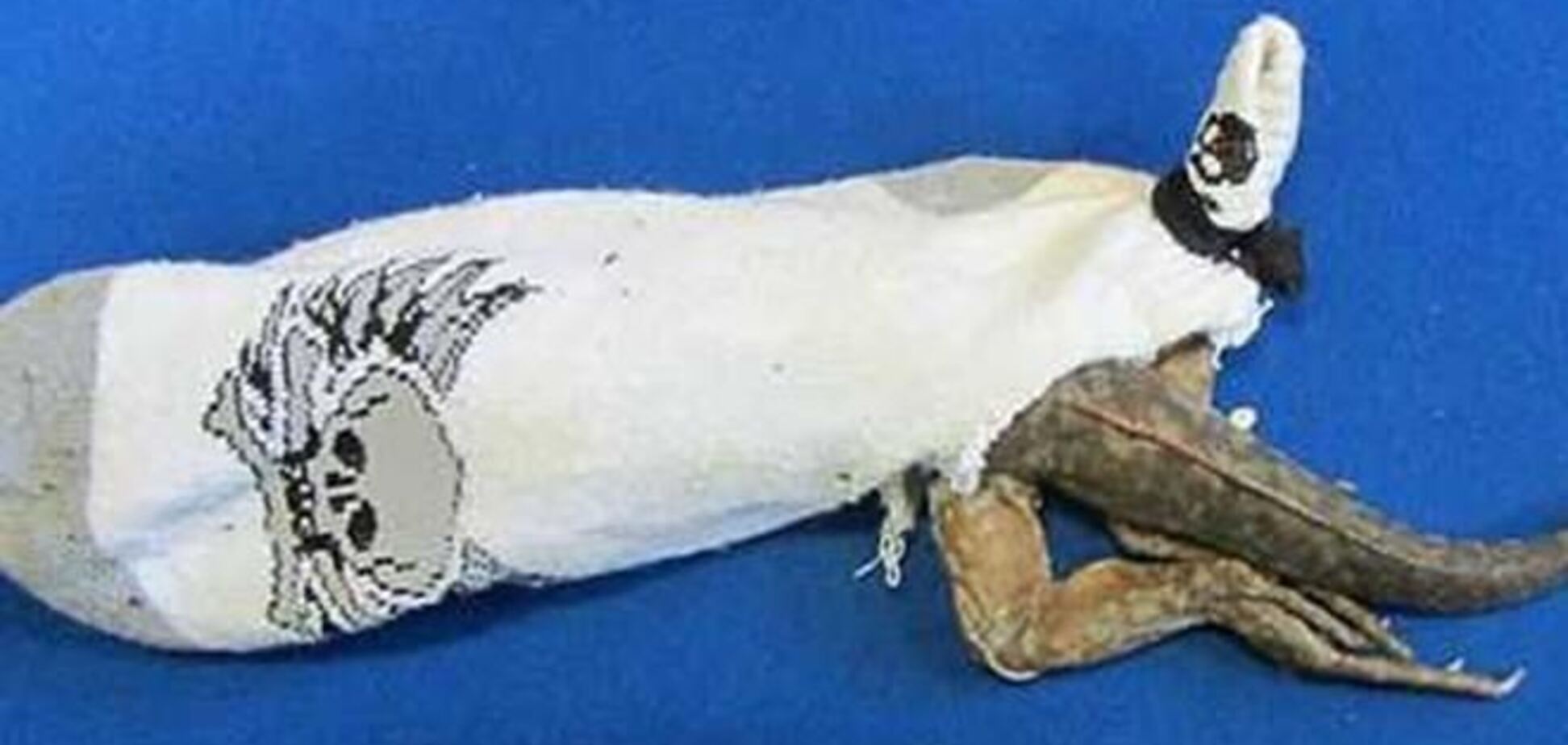 Контрабандистки пытались провезти через таможню игуан, спрятанных в носках