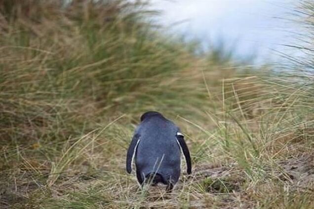 У британському зоопарку пінгвінам дають антидепресанти через похмурою погоди