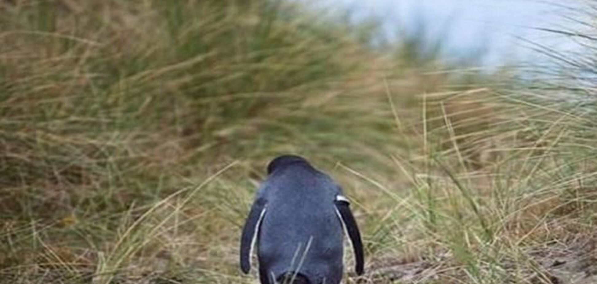 У британському зоопарку пінгвінам дають антидепресанти через похмурою погоди