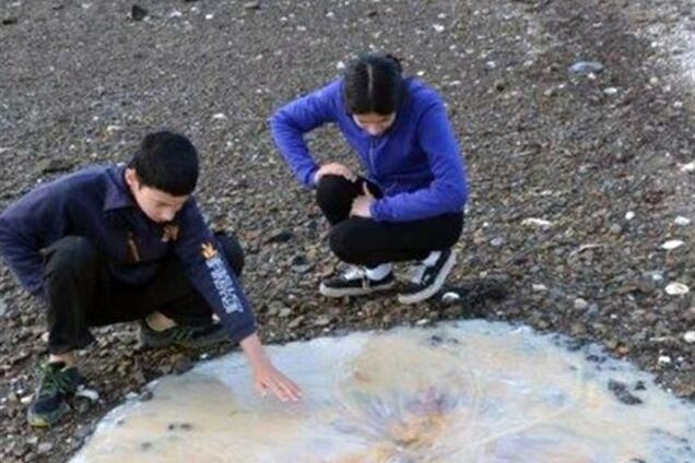 В Австралії знайшли гігантську медузу нового виду