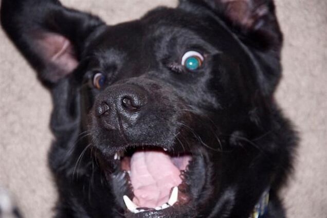 Собачья жизнь: Лучшие фото из Instagram