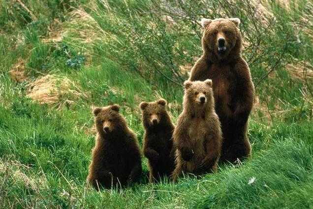 В Киевском зоопарке проснулись медведи