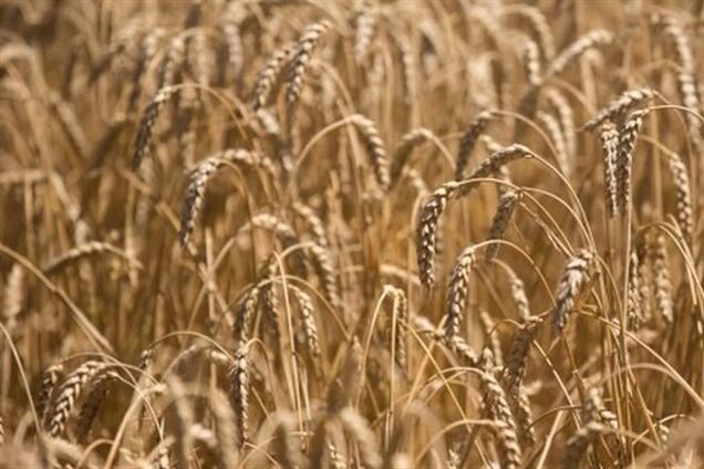 Россия и Украина остановили создание зернового пула