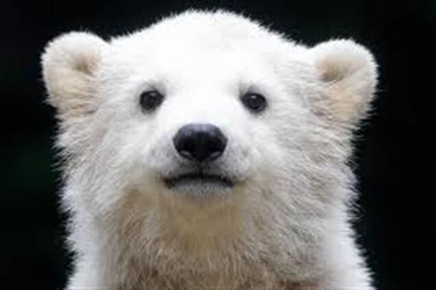 В казахском зоопарке ягуаров накормили медвежонком