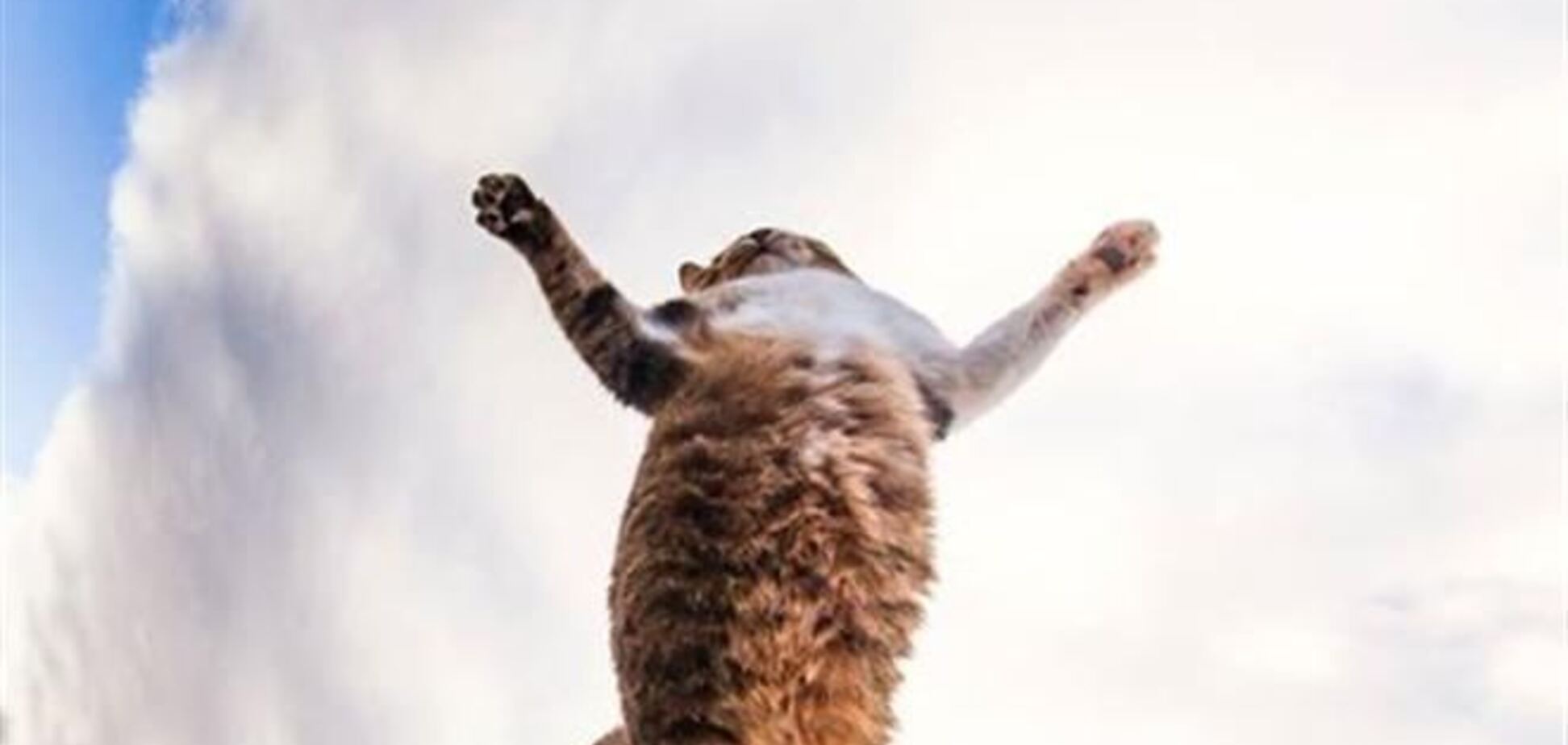 Как коты радуются весне. Невероятно позитивная фотосессия