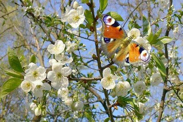 Гидромедцентр пророчит украинцам теплую весну и нежаркое лето