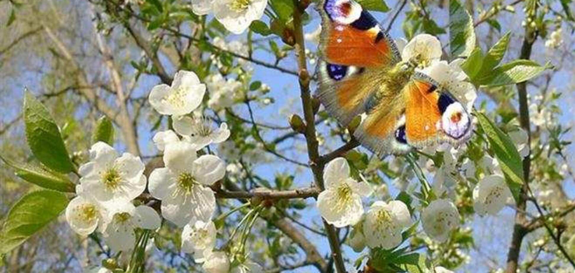 Гидромедцентр пророчит украинцам теплую весну и нежаркое лето