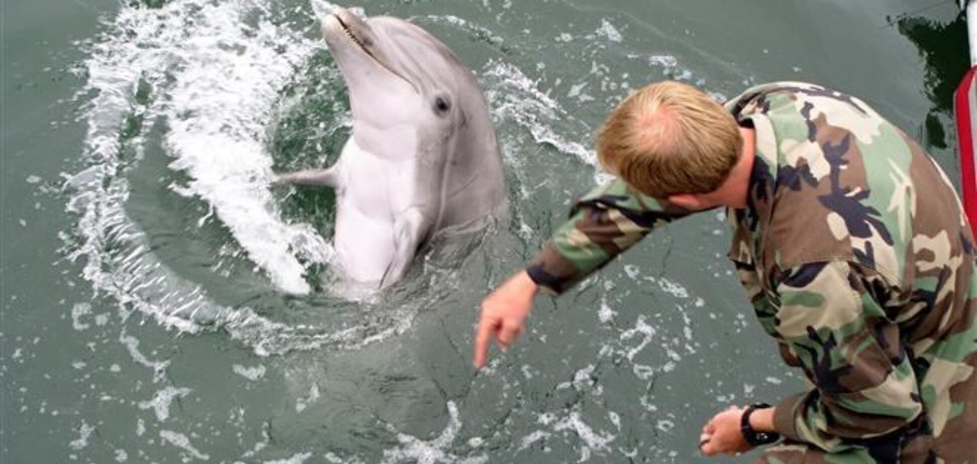 ВМФ РФ поставит на службу крымских боевых дельфинов