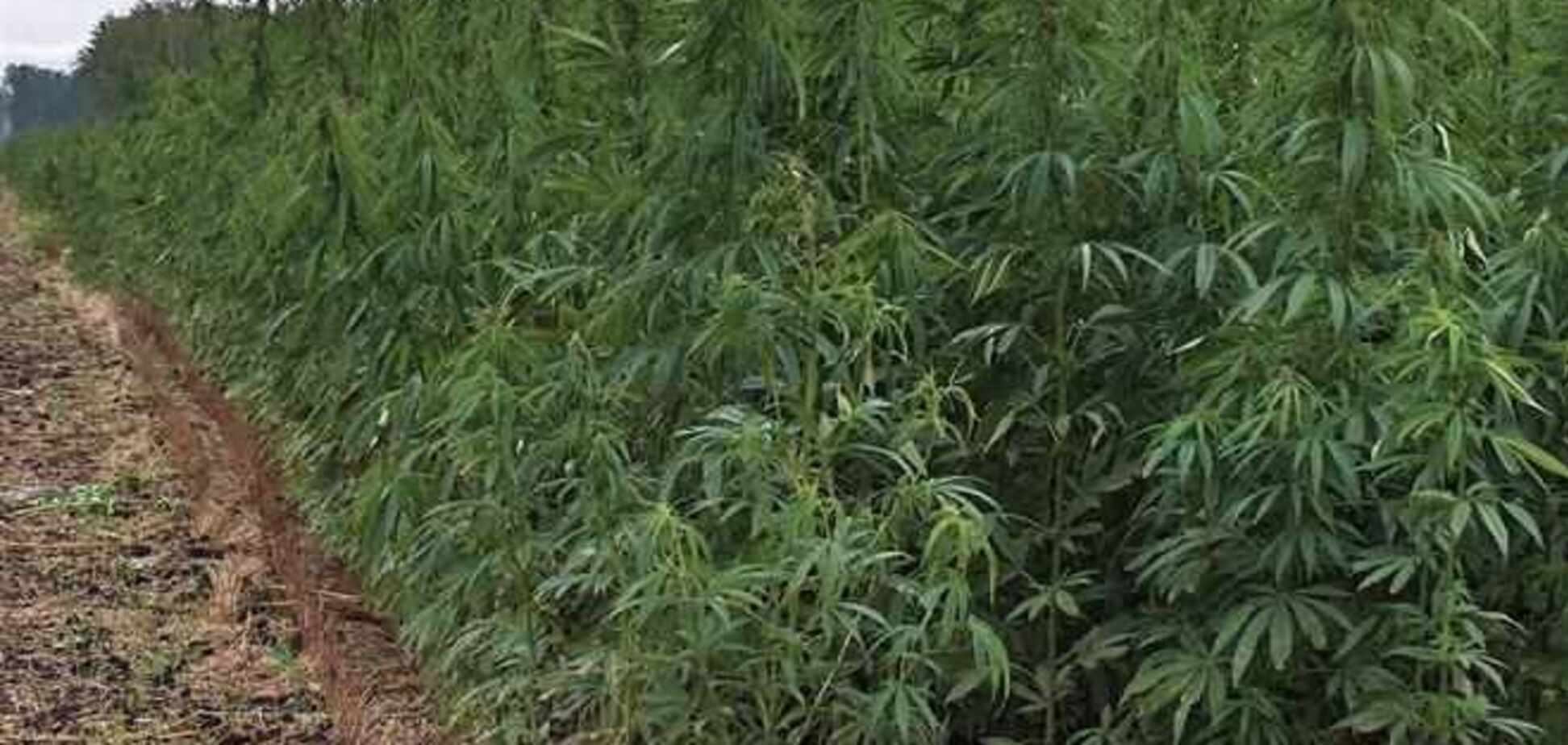 США поддержат экономику Украины закупками конопли