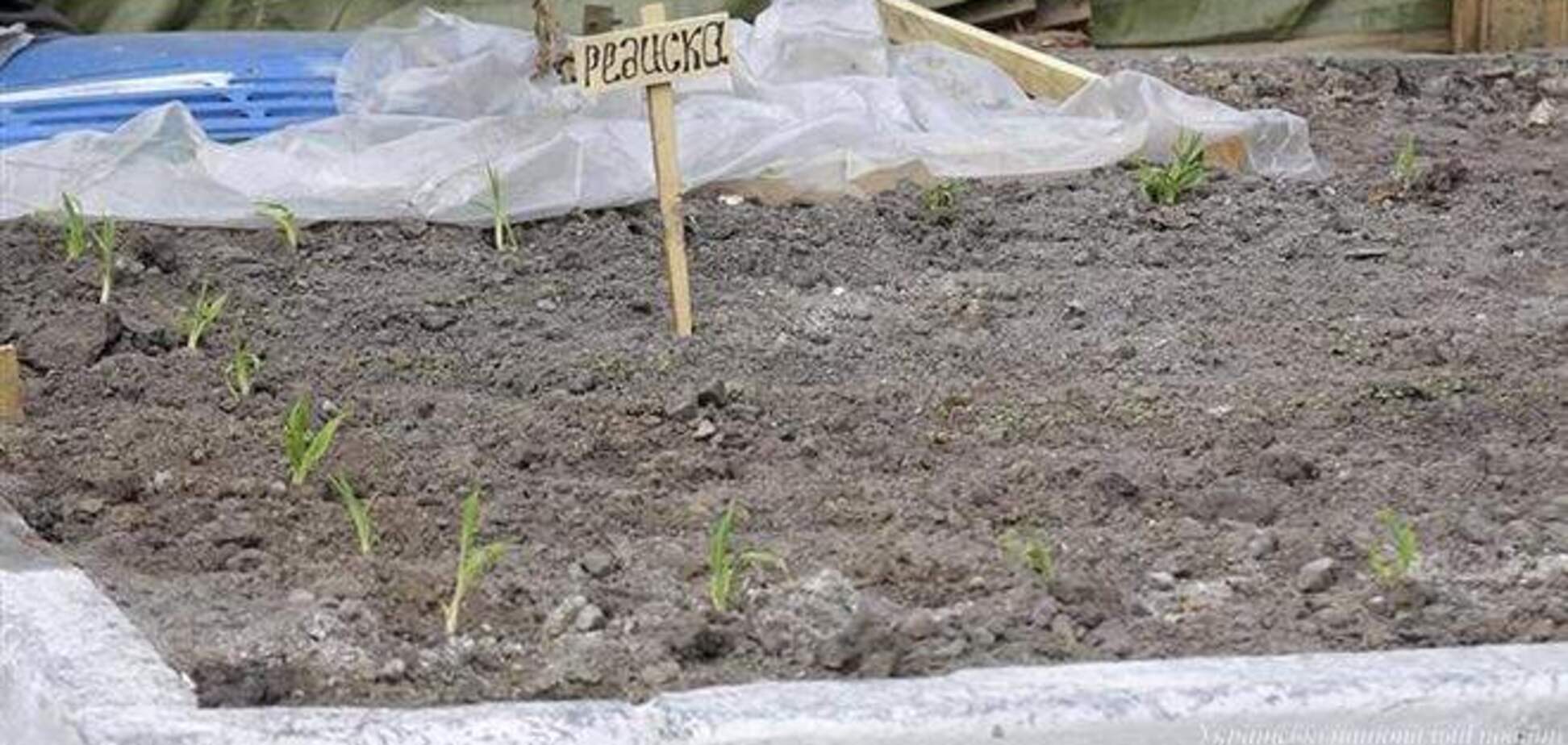 На Майдане запретят сеять на клумбах редиску и укроп
