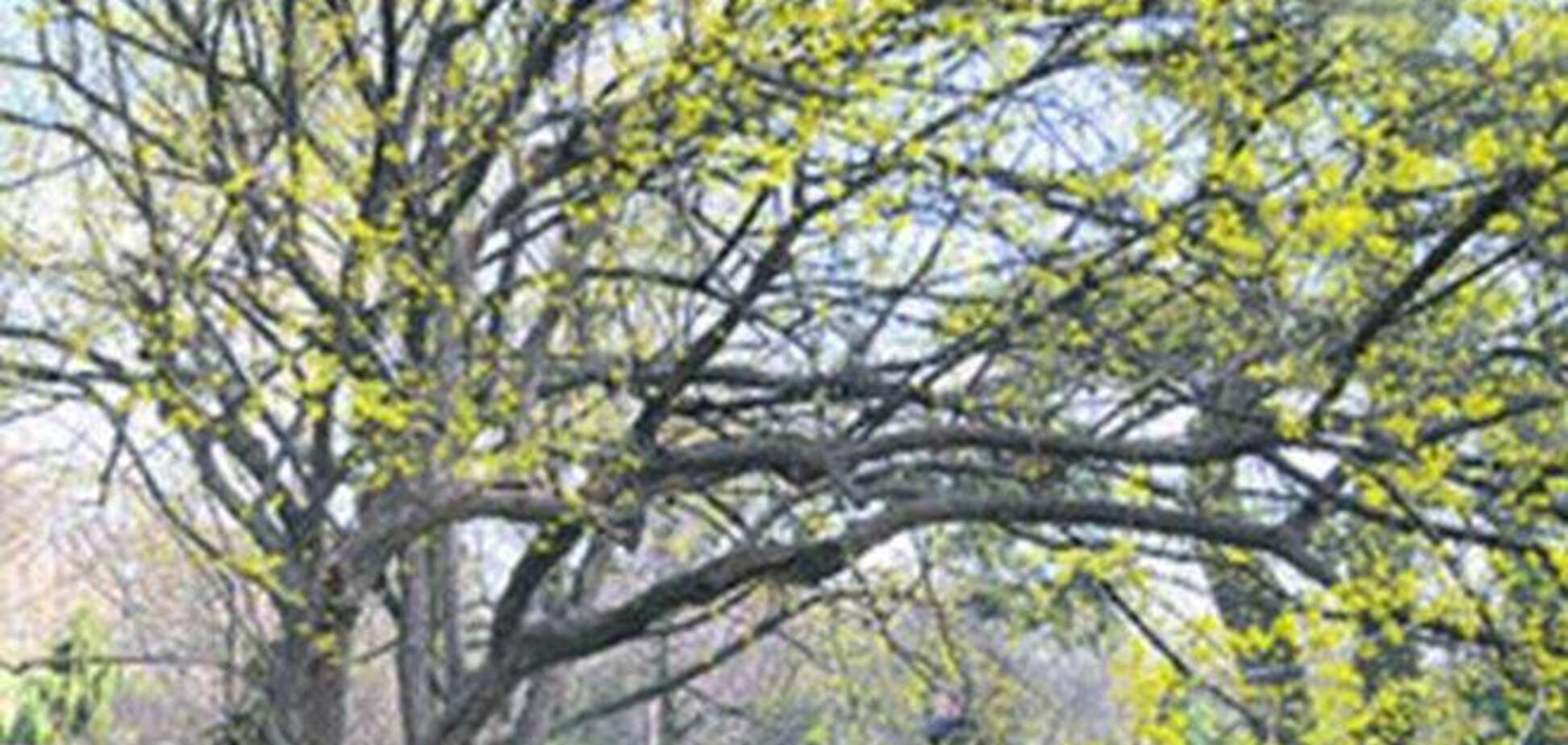 В киевском ботсаду на месяц раньше обычного зацвели деревья
