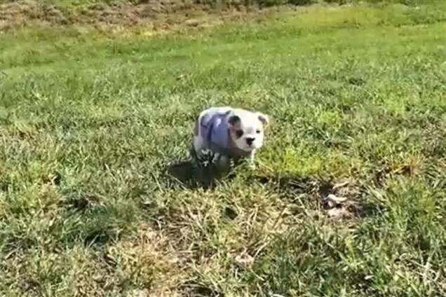 Как нужно радоваться жизни. Видео-урок от маленького бульдога