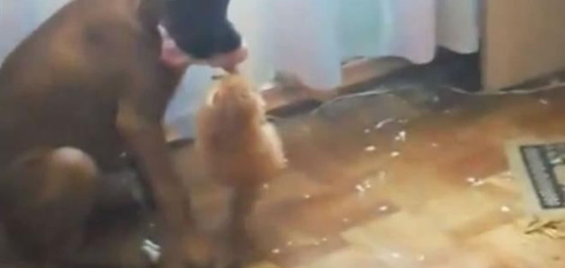 Опубликовано видео, в котором смелый котенок борется за мясо с огромной собакой