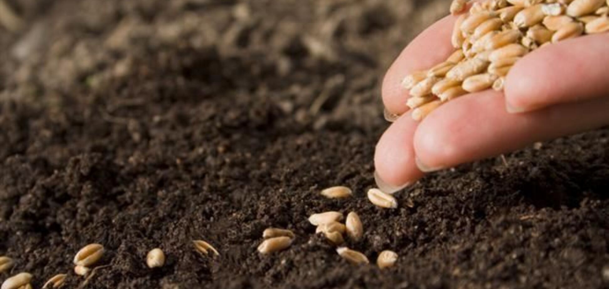 Летом 2014 года Украина экспортирует 8,7 млн тонн зерновых