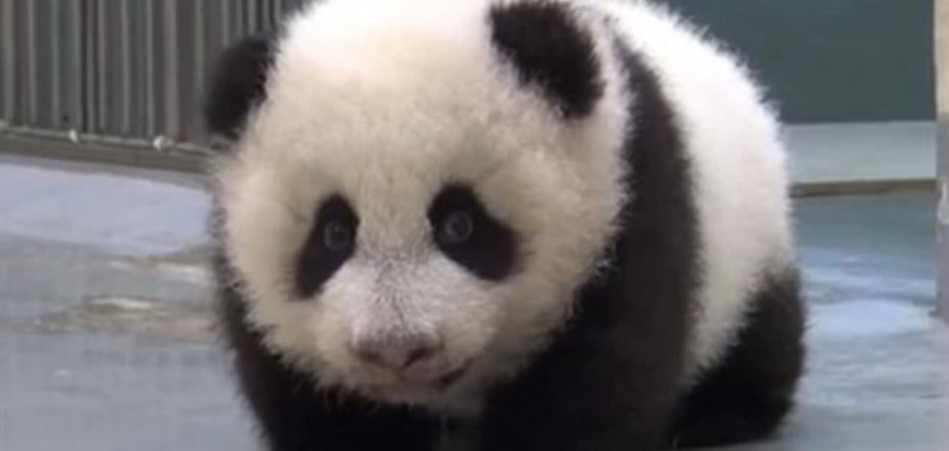 Мама-панда укладывает спать своего непослушного малыша