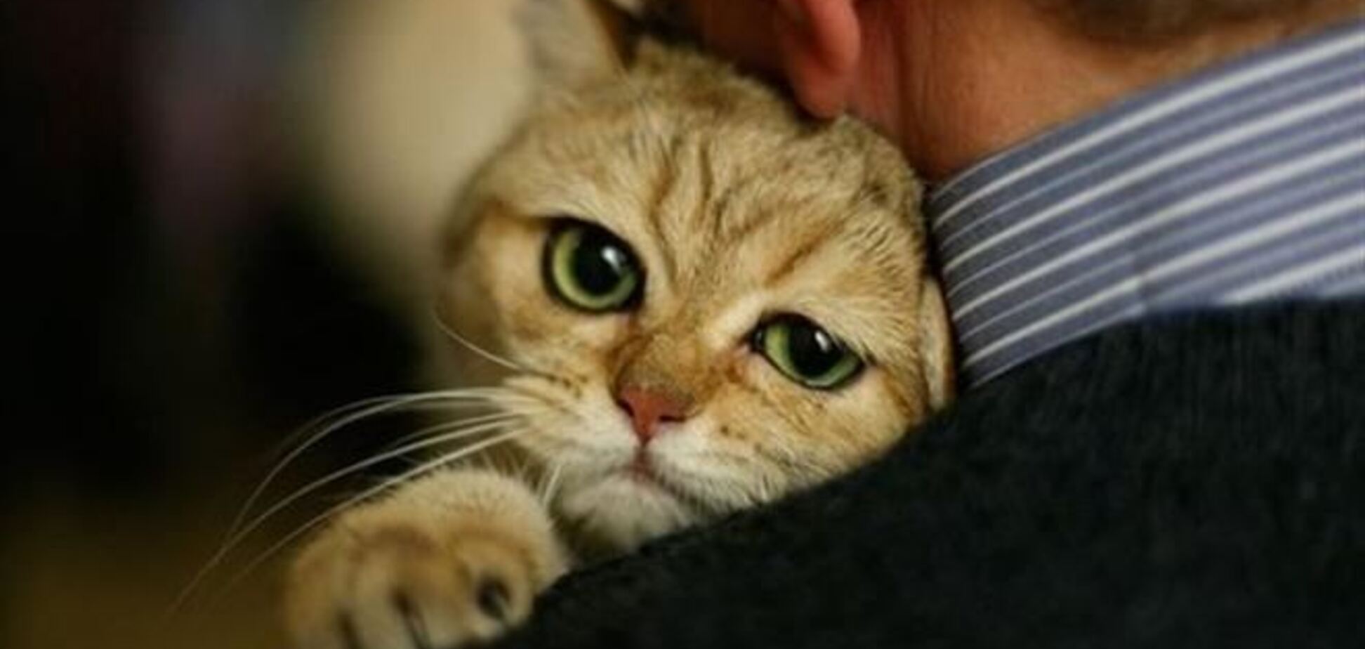 4 ежедневных совета женщине, которая сострадает животным