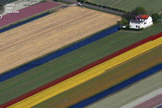 Строкаті квіткові плантації Кекенхоф з повітря