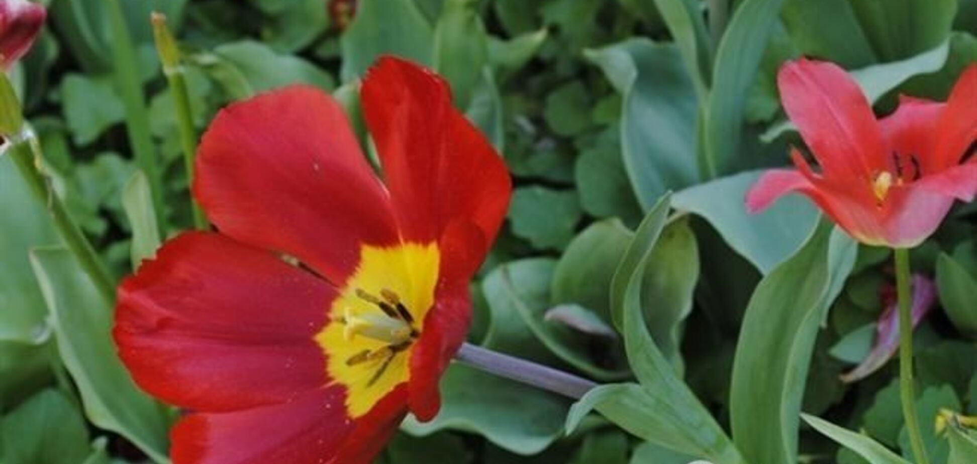 Выставку тюльпанов на Певческом поле откроют 19 апреля