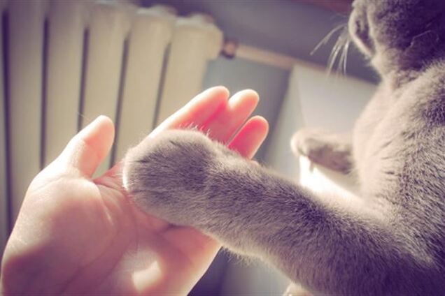 Просыпаемся с улыбкой! Как коты будят своих хозяев