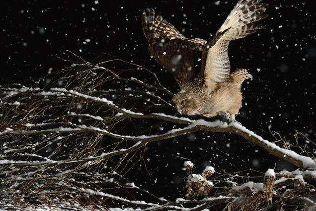 Найяскравіші фото тижні - 12 квітня 2014