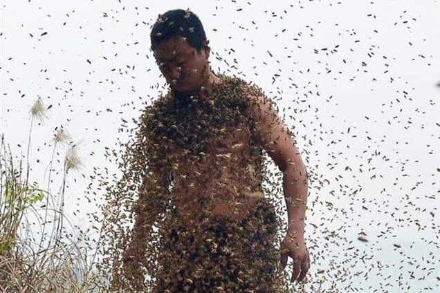 460000 тысяч пчел на теле пчеловода