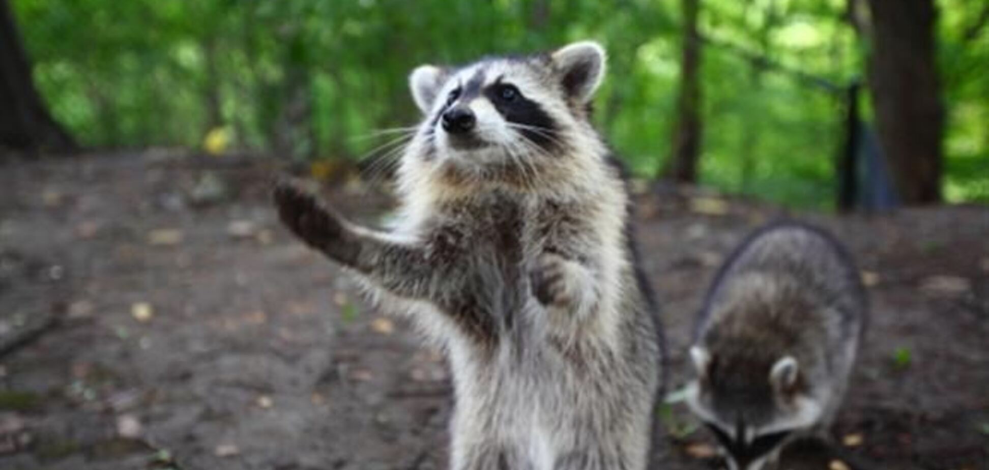 17 причин завести себе енота