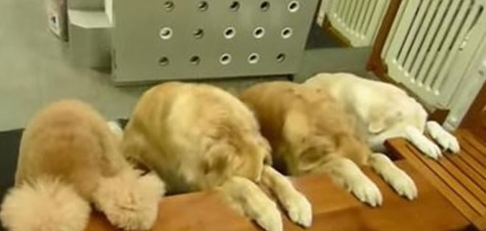 Видео с собаками, которые 'молятся' перед трапезой - новый хит интернета