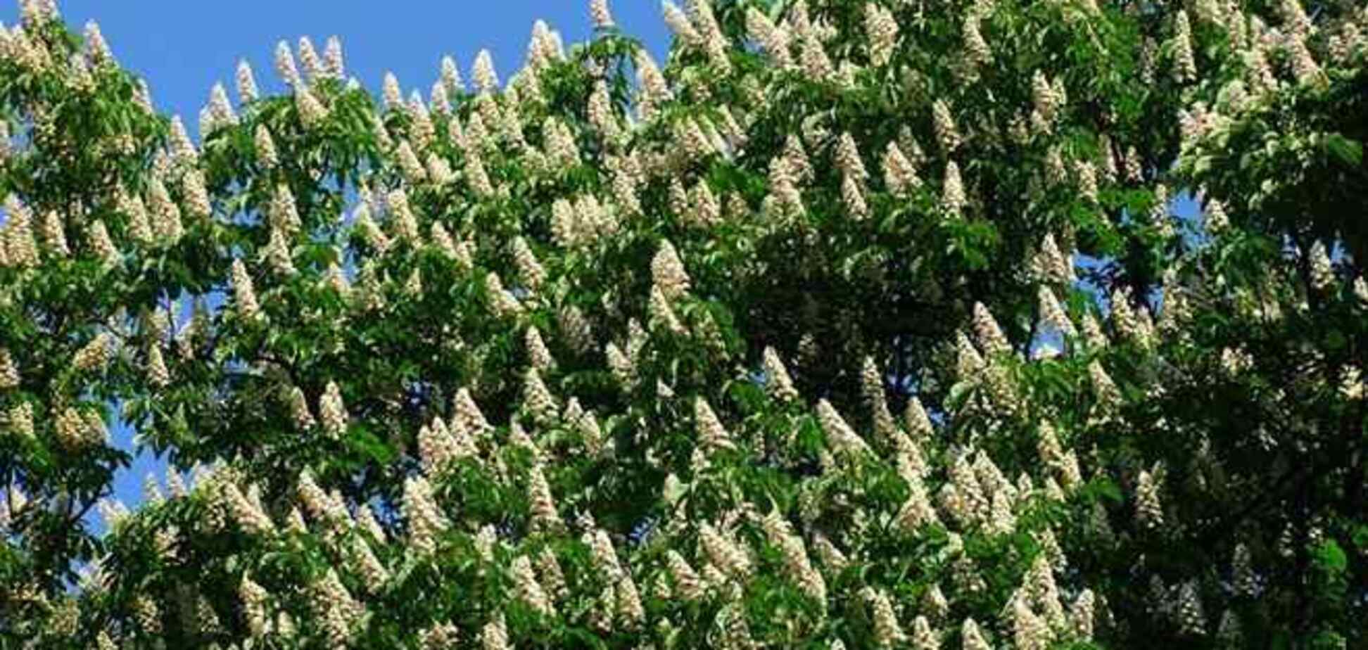 Киев заманивает туристов на праздники 50-процентными скидками