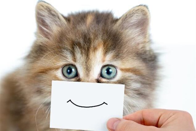 Как сделать кота счастливым