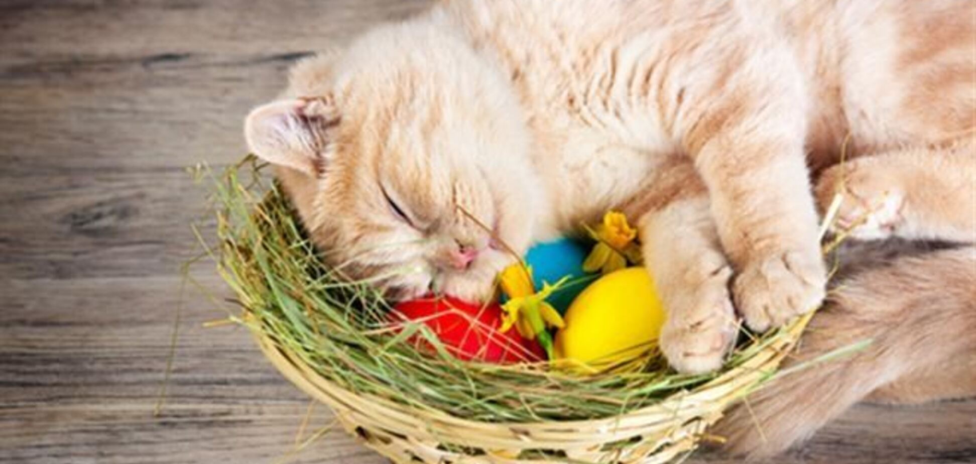 Как выглядят пасхальные коты. 15 милых картинок