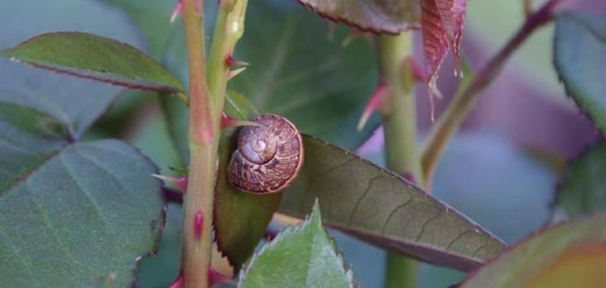 Мудрая история Андерсена о двух способах прожить жизнь