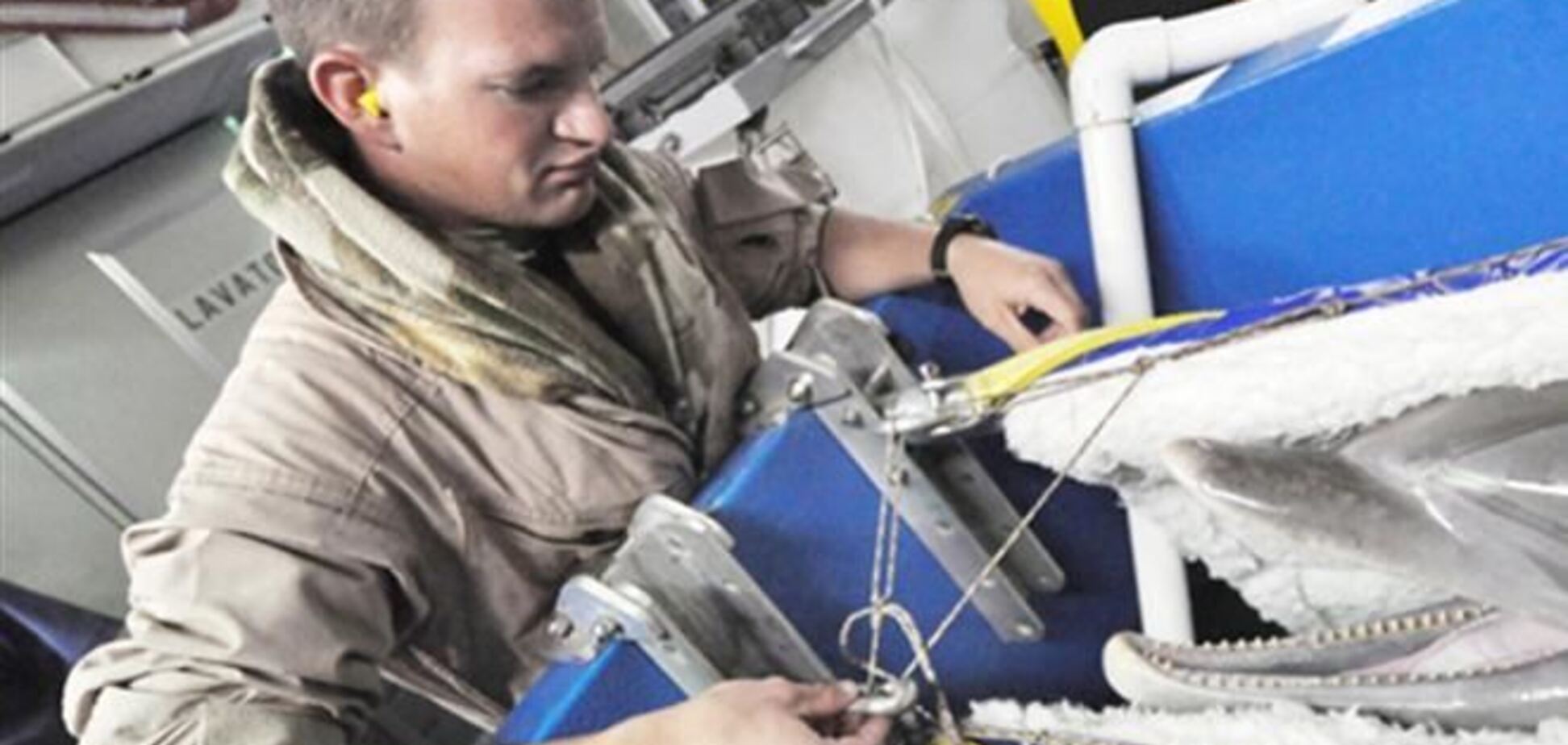 США отправят в Черное море боевых дельфинов