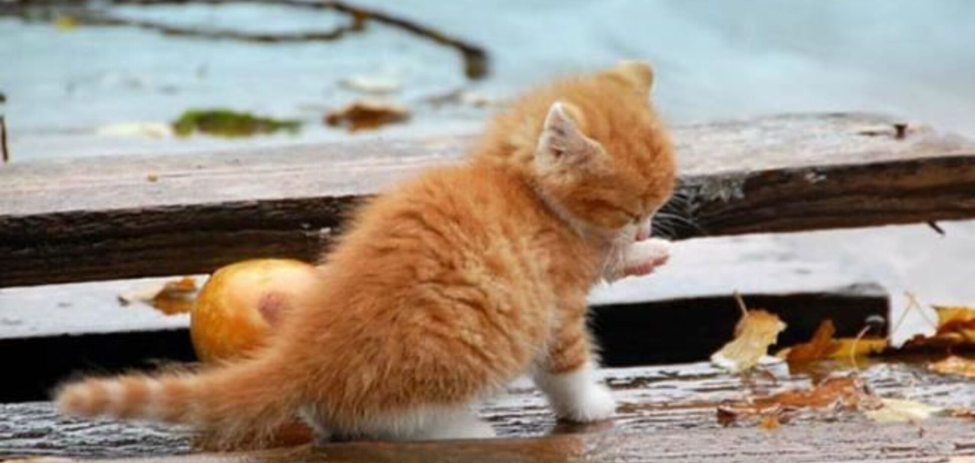 Почему стоит завести рыжего кота